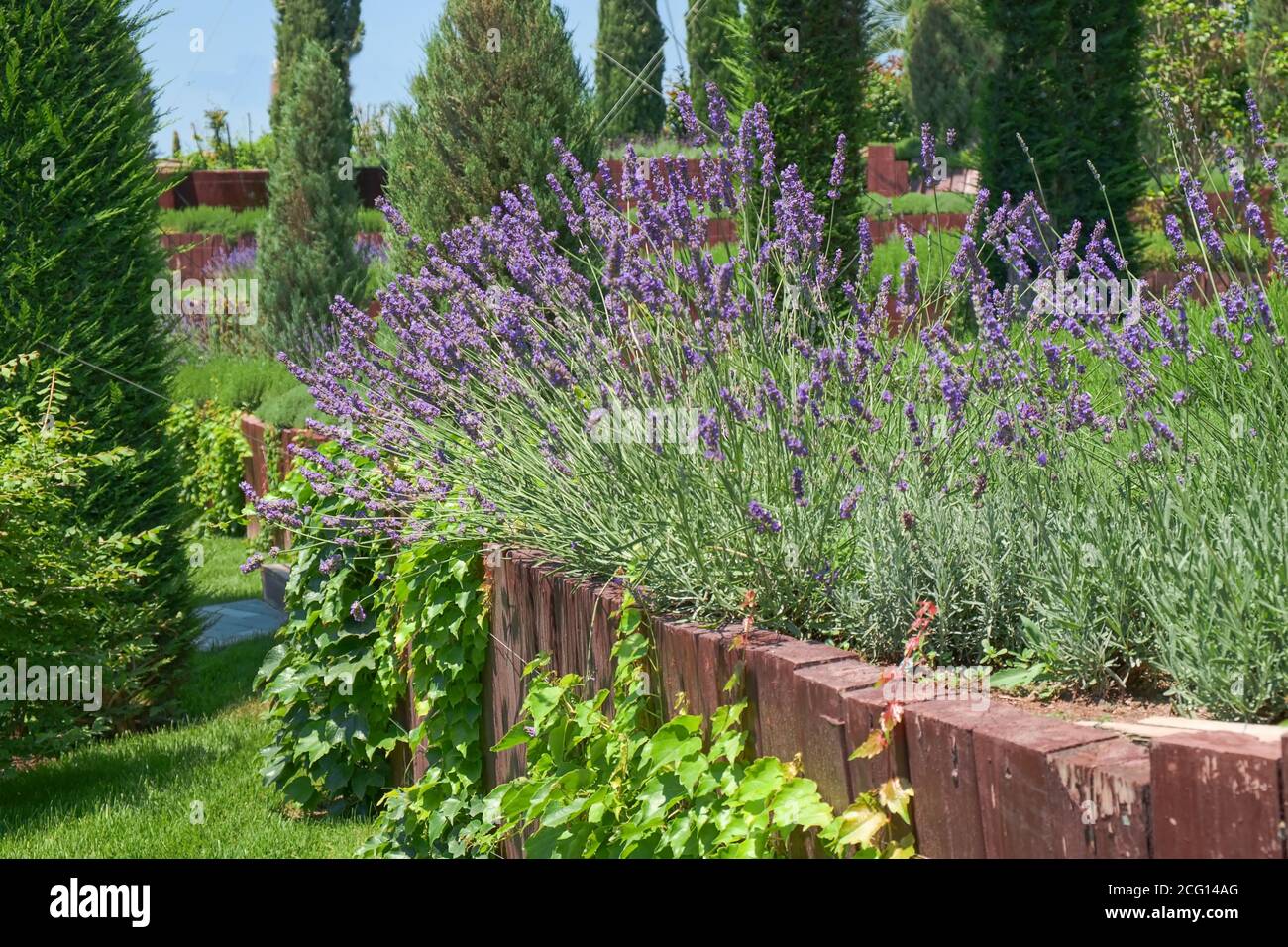 Giardino su più livelli paesaggistico. Lilla francese viola fragrante lavanda in terrazza di legno nel giardino fiorito letto. Foto Stock