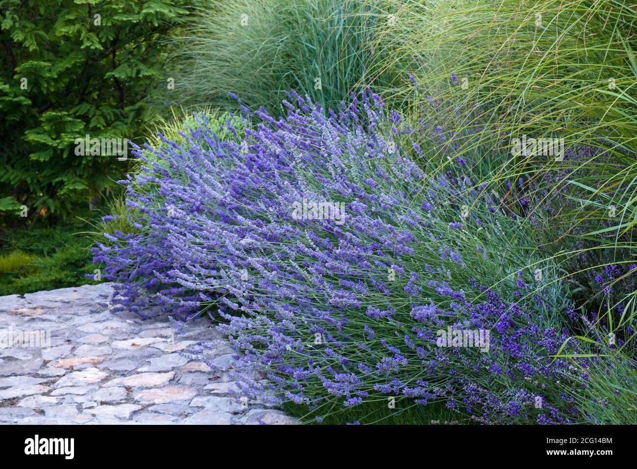 Lilla francese viola fragrante lavanda e alto ornamentale erba da nubile accanto alla passerella in pietra nel giardino fiorito letto Foto Stock