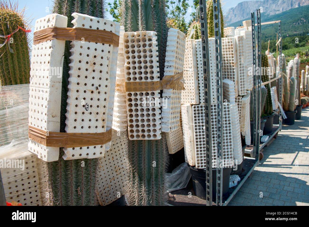 Custodie protettive speciali in polistirolo con fori per l'imballaggio, trasporto lungo in tutto il mondo di contenitori in plastica Cactuses.foam per la consegna del carico di cactus. Foto Stock