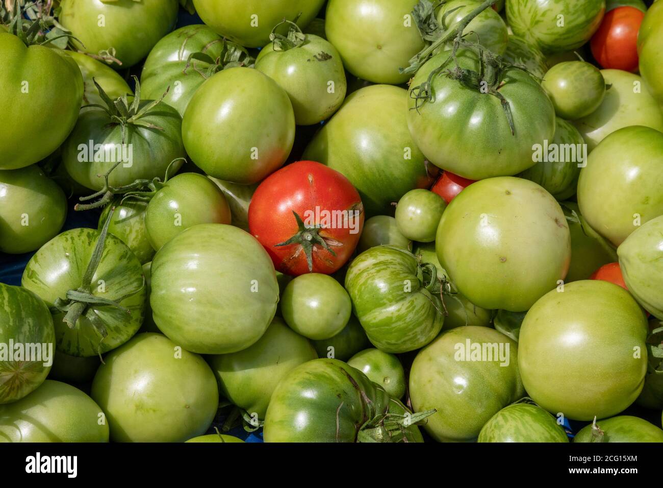 Detroit, Michigan - pomodori da Grassroots Garden, un giardino di comunità in una zona a basso reddito di Detroit. Foto Stock