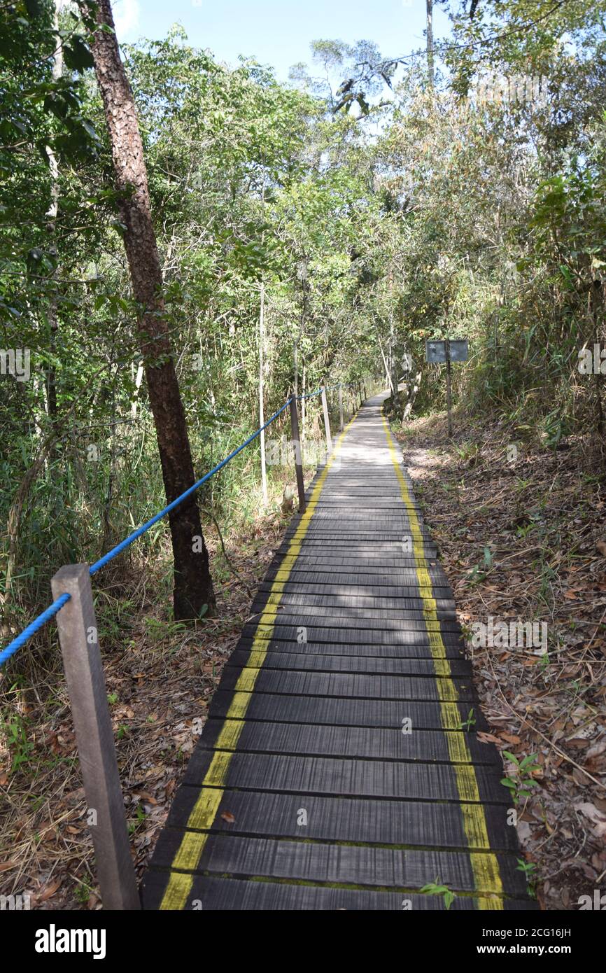 Cerrado con sentiero sospeso, sentiero in legno sulla foresta Foto Stock