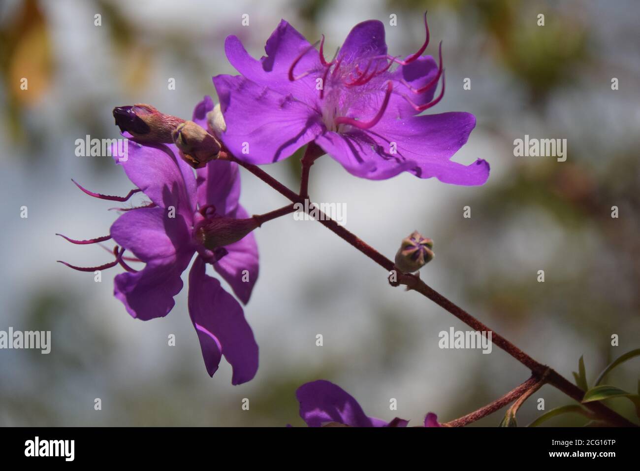 Cerrado fiori flora centrale Brasile stato di Goias Chapada dos Veadeiros botanica, vegetazione tropicale, piante medicinali Foto Stock