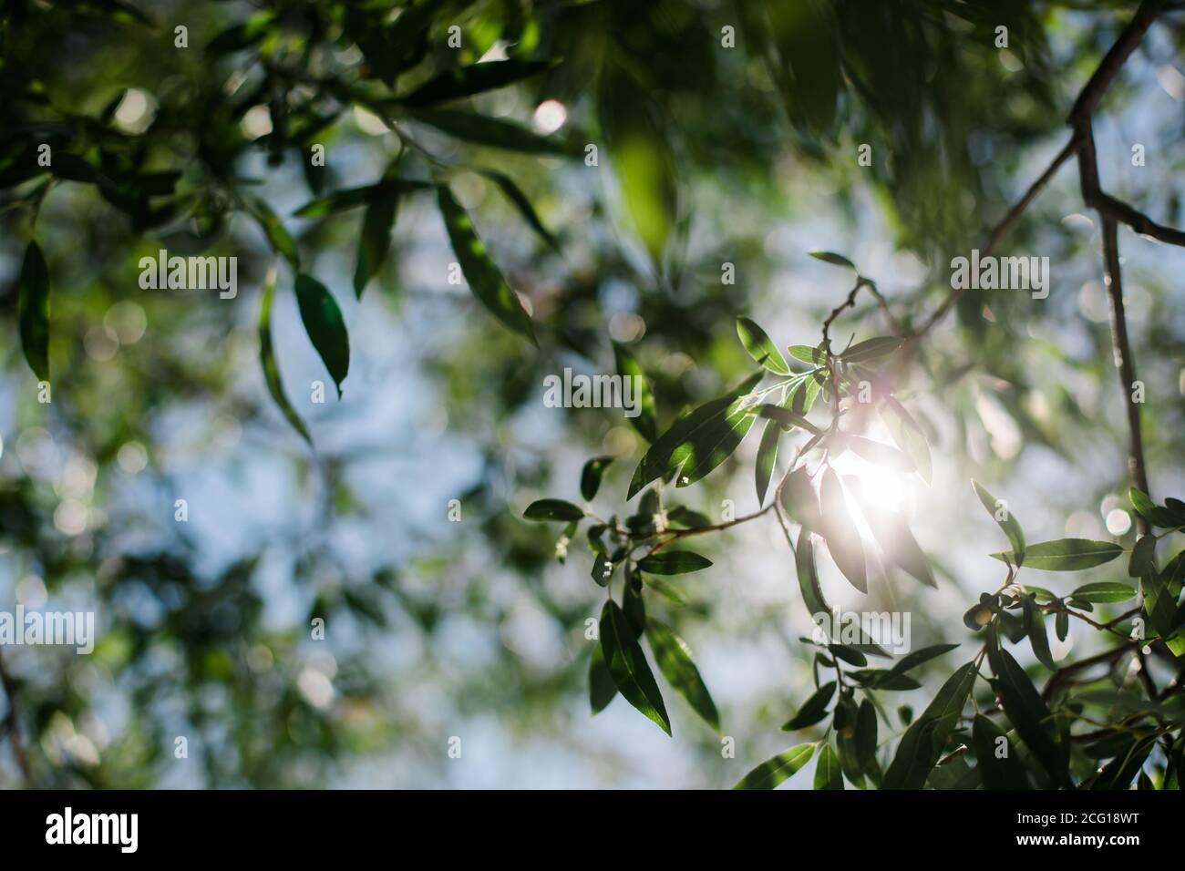 Il sole attraverso le foglie verdi sembra calmo e rilassante Foto Stock