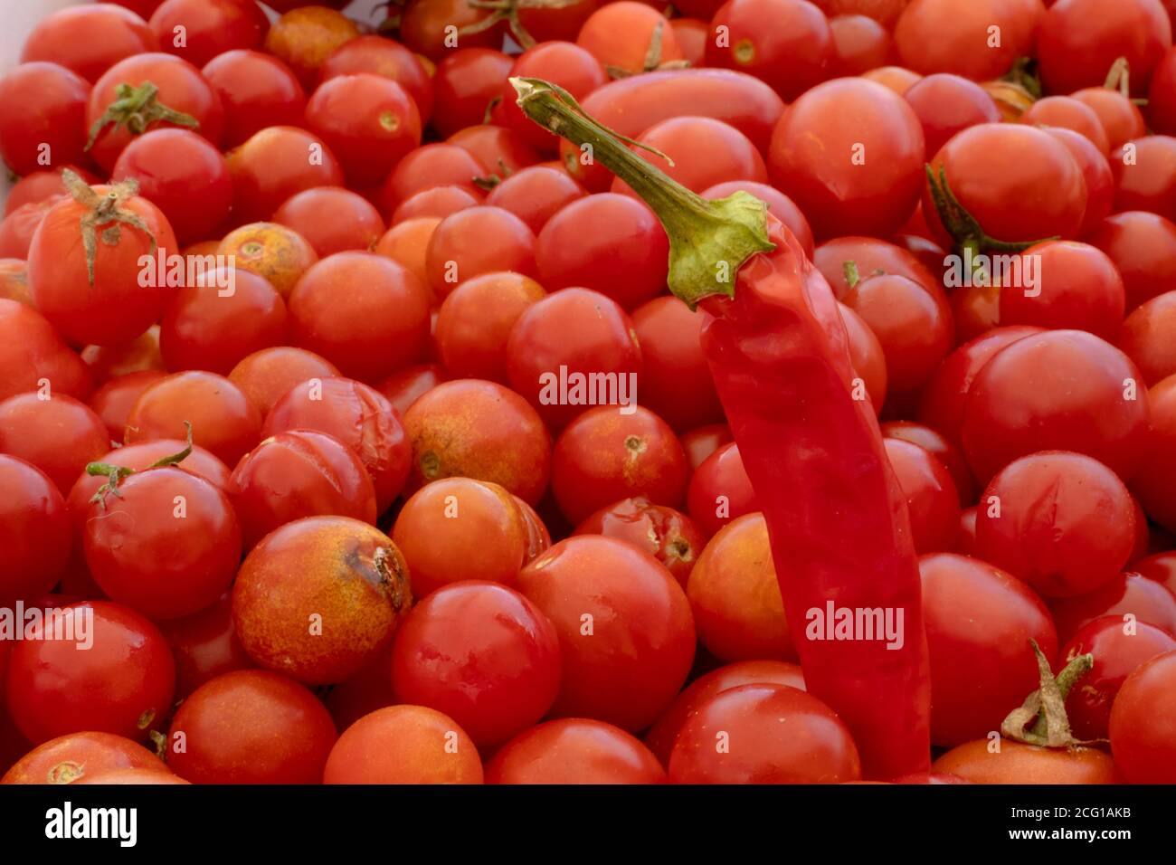 Peperoncino su piccoli e grandi pomodori ciliegini rossi sullo sfondo della natura. Prodotti italiani per salsa di pasta. Foto Stock
