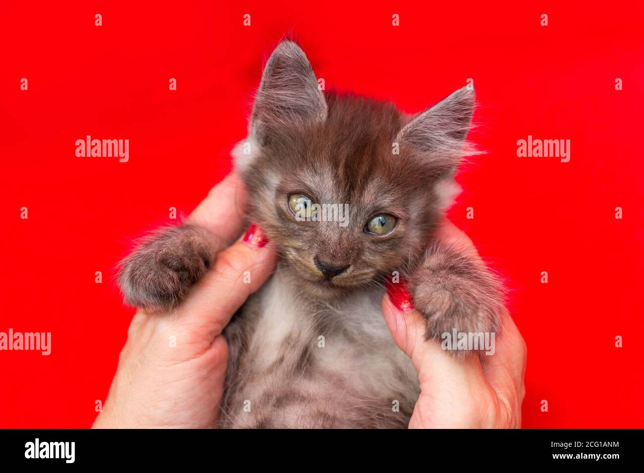 La mano femminile tiene un gattino grigio. Concetto di cura degli animali Foto Stock