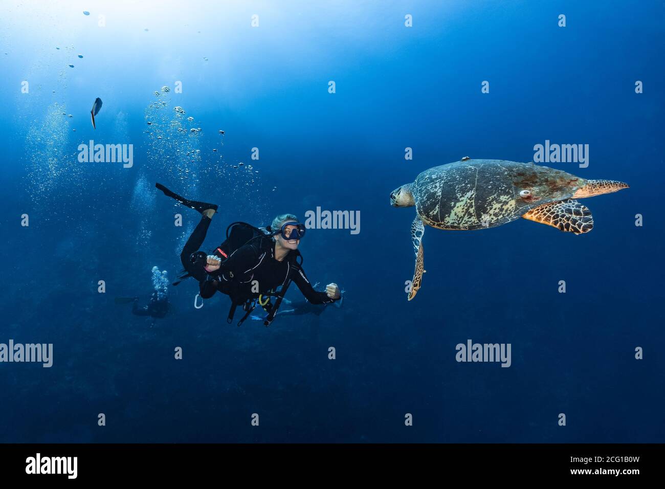Hawksbill tartaruga subacquea nuoto con immersioni subacquee Foto Stock
