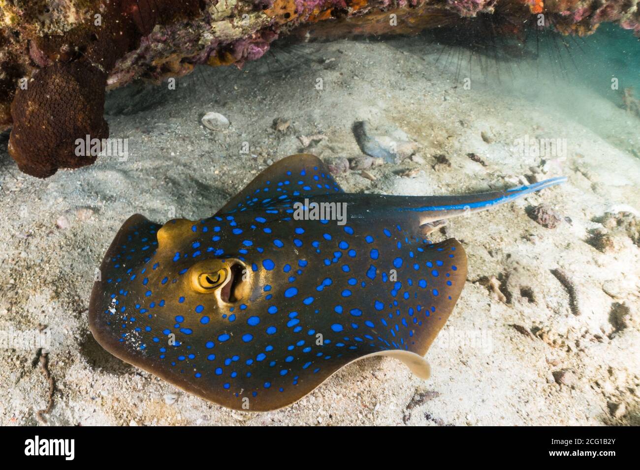 blu puntato raggio di puntura sulla barriera corallina con subacquei Foto Stock