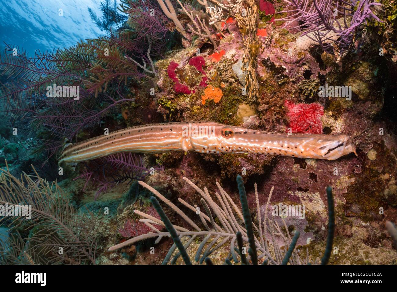 tromba pesce sott'acqua sulla barriera corallina Foto Stock