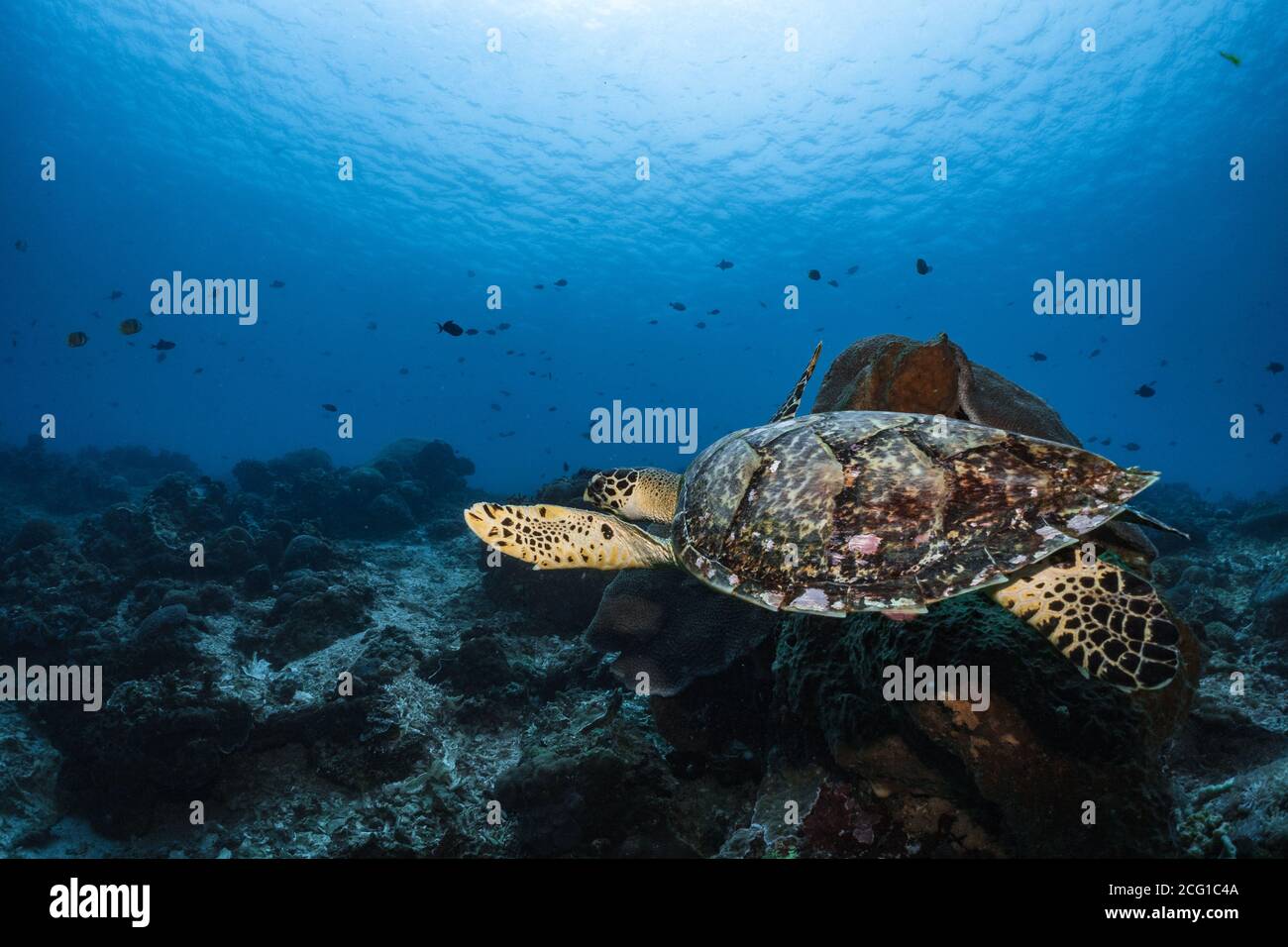 Hawksbill tartaruga subacquea nuoto sulla barriera corallina immersioni subacquee Foto Stock