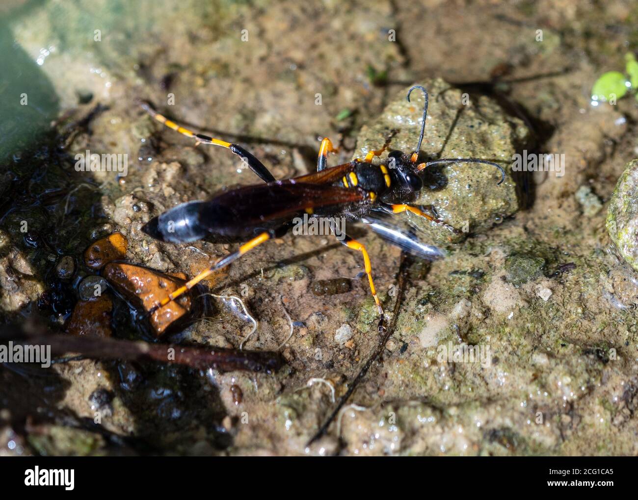 Dirt Dobber bere un drink nell'entroterra di Blue Basin sono del lago Reelfoot Foto Stock