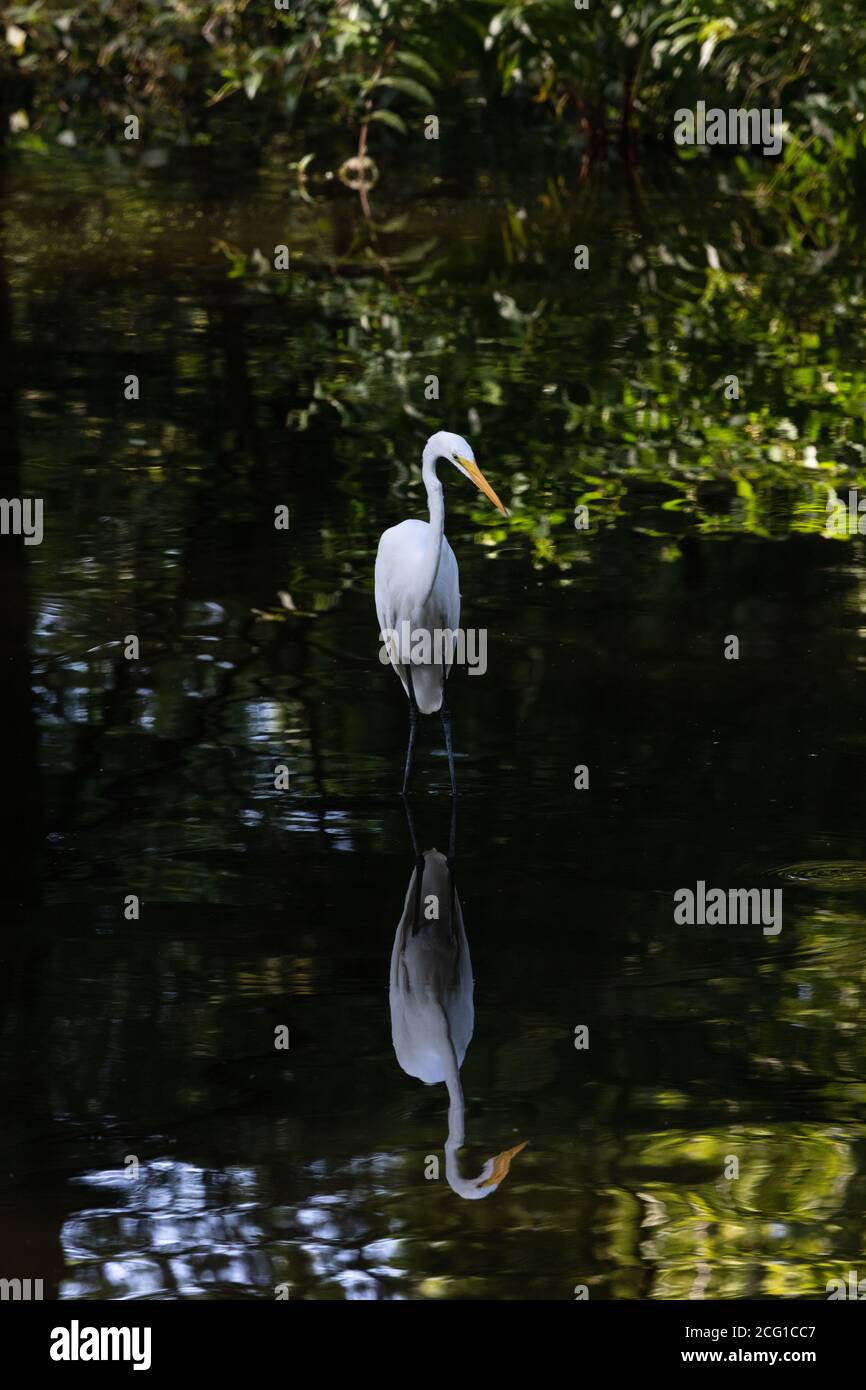 Ottima la caccia al pesce nella zona del Blue Basin Del lago di Reelfoot Foto Stock