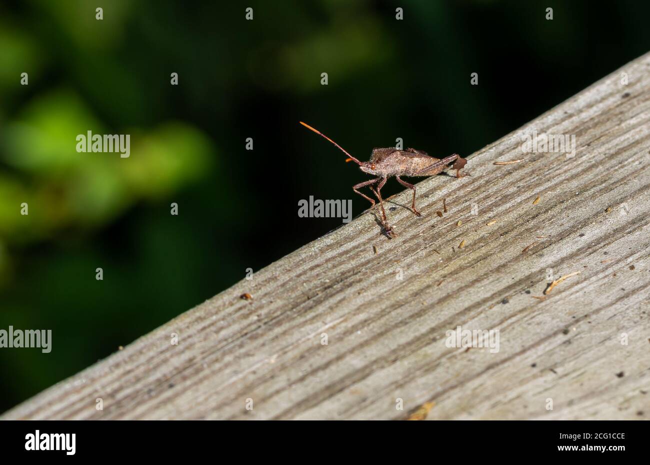 Footed foglia bug balestra su una passerella al lago Reelfoot Foto Stock