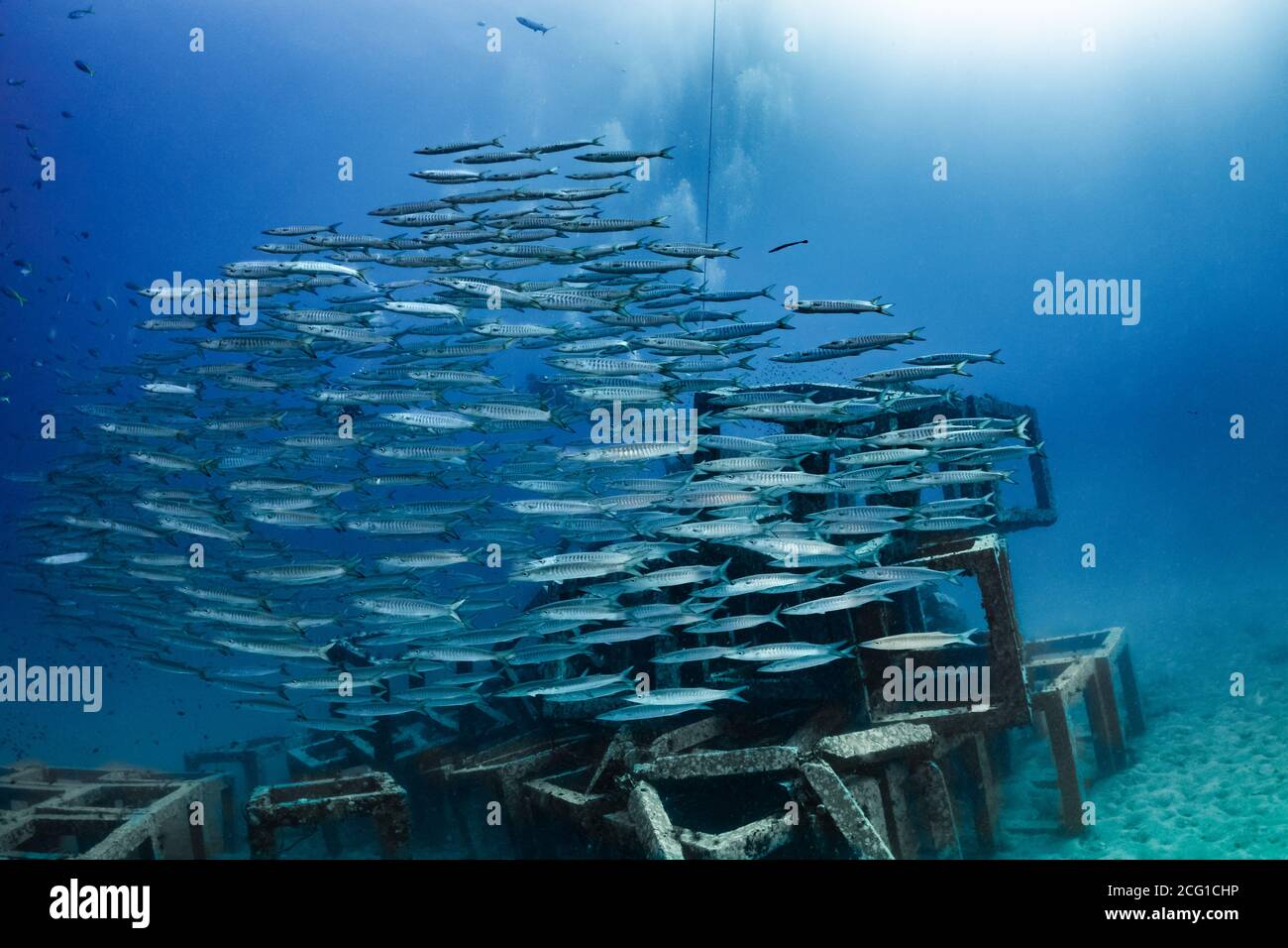 scuola di barracuda in cima alla barriera corallina artificiale Foto Stock