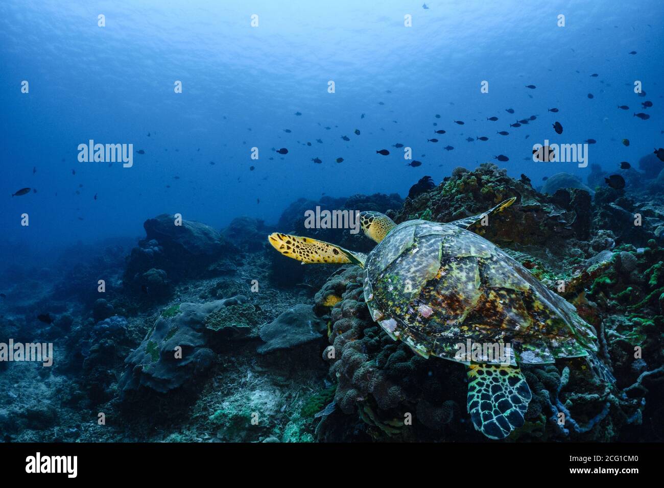 Hawksbill tartaruga subacquea nuoto sulla barriera corallina immersioni subacquee Foto Stock