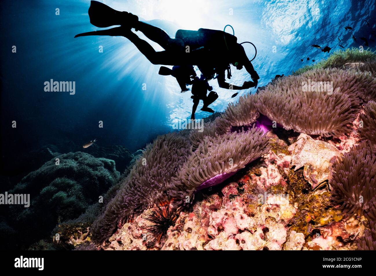 silhouette di sub che nuotano sopra la barriera corallina Foto Stock