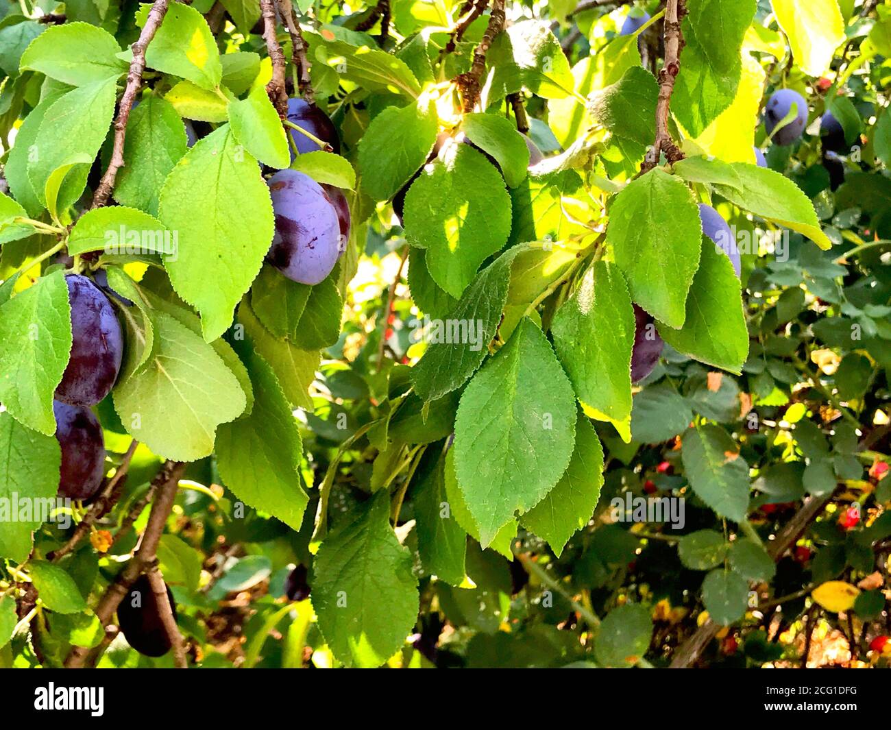 Fresche e mature prugne blu su albero nel giardino estivo Foto Stock