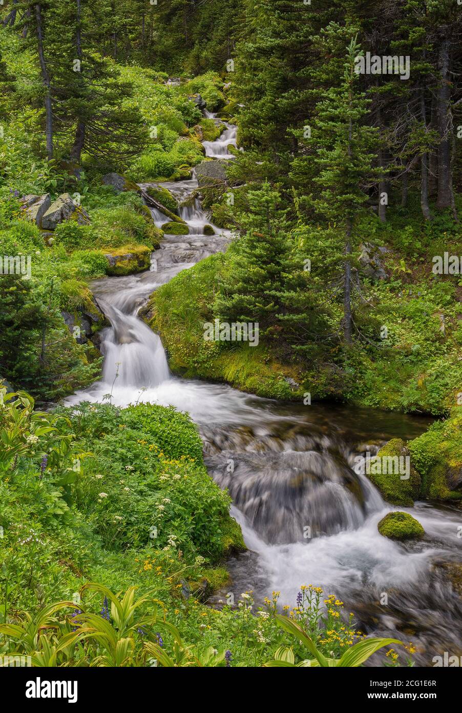 Un bellissimo ruscello alpino è circondato da una vegetazione lussureggiante presso il Monte Parco Nazionale Rainier in estate Foto Stock