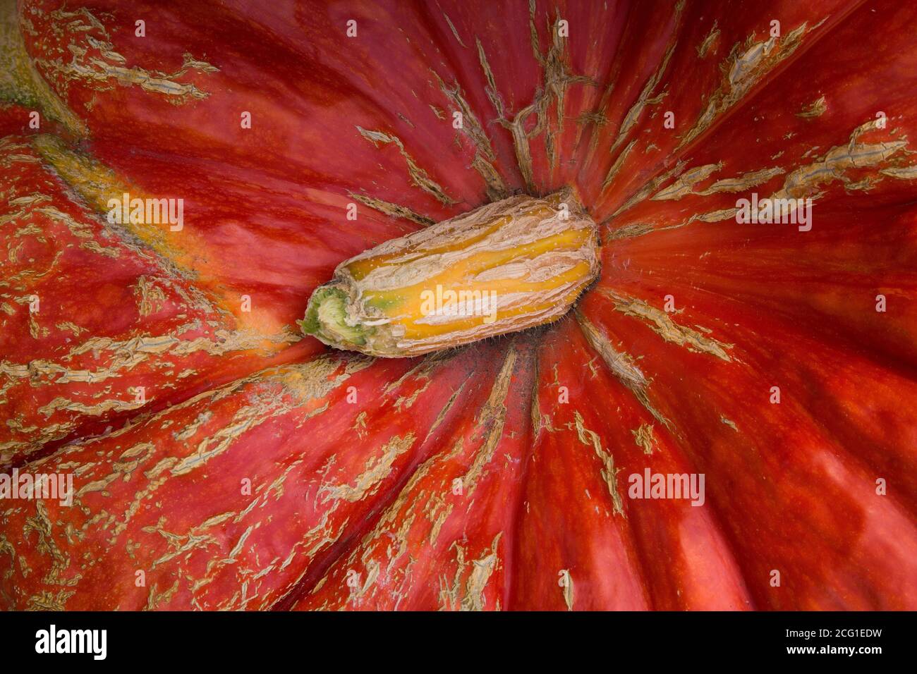 Primo piano della cima di una zucca gigante in autunno Foto Stock