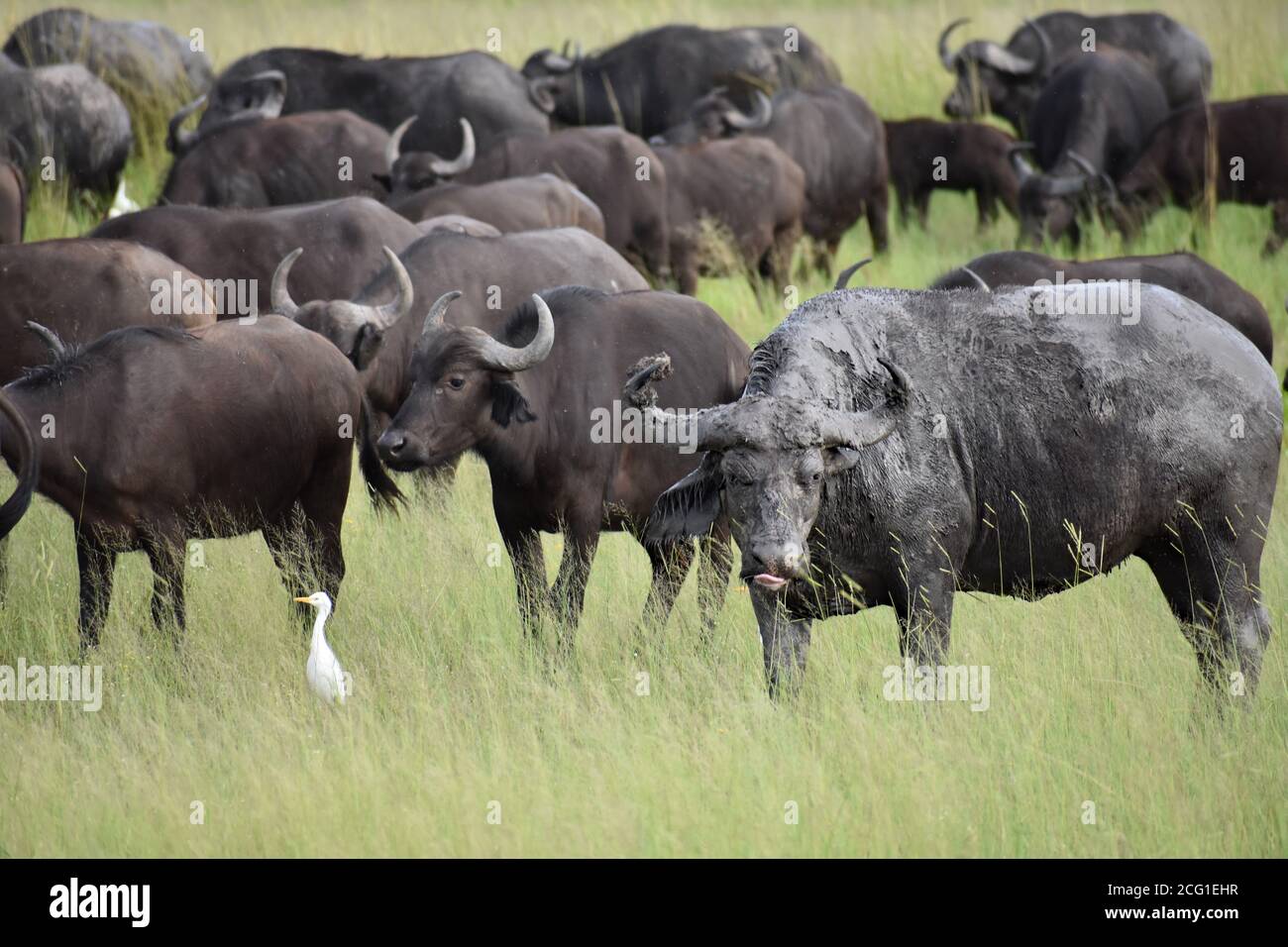 Un bufalo africano fangoso (craffer di Syncerus) si distingue dalla mandria che passa. Un uccello bianco solo si trova nell'erba alta. Parco Nazionale di Chobe, Botswana Foto Stock Un bufalo africano fangoso (craffer di Syncerus) si distingue dalla mandria che passa. Un uccello bianco solo si trova nell'erba alta. Parco Nazionale di Chobe, Botswana Foto Stock