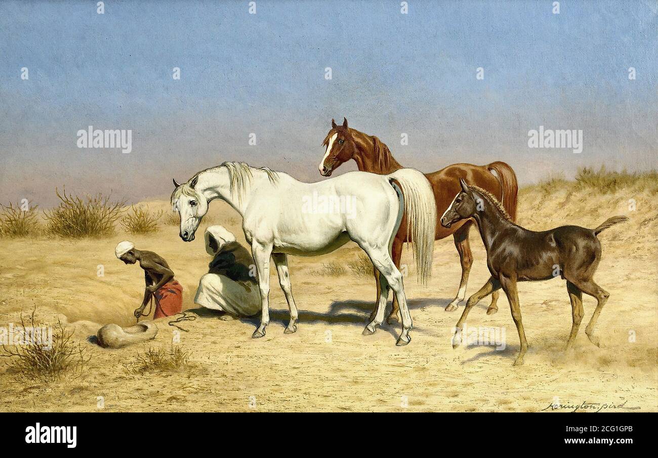 Harington Bird John Alexander - cavalli arabi - British School - 19 ° secolo Foto Stock