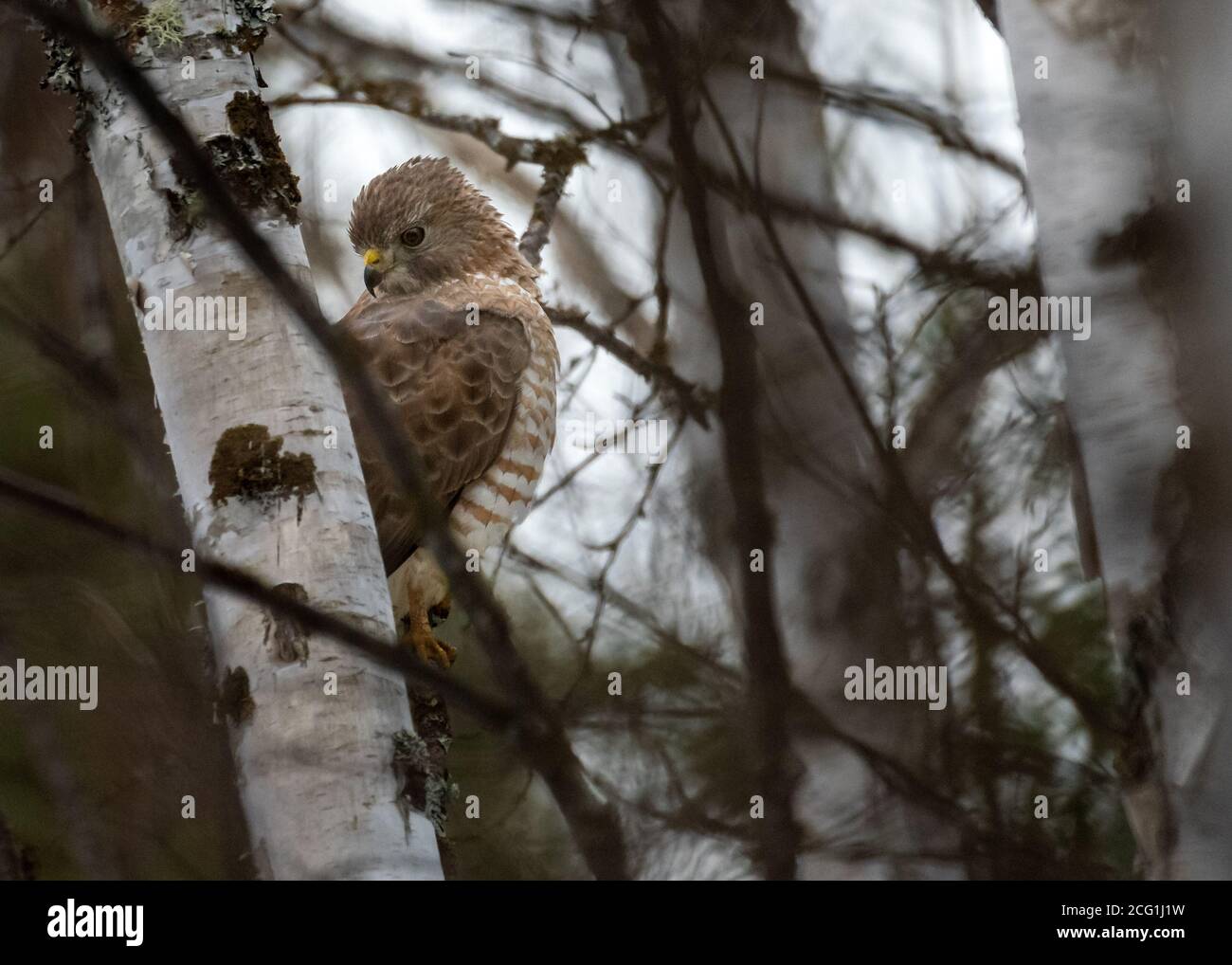 Falco ad alata larga (Buteo platypterus) nella foresta Foto Stock