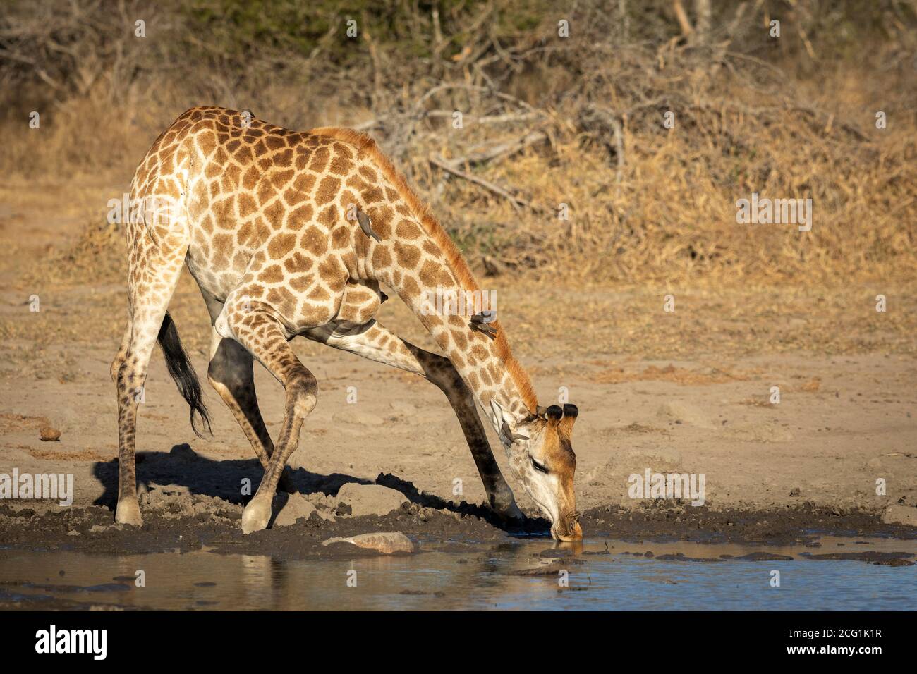 Giraffa femminile che si piega e beve nel Kruger Park in Sudafrica Foto Stock