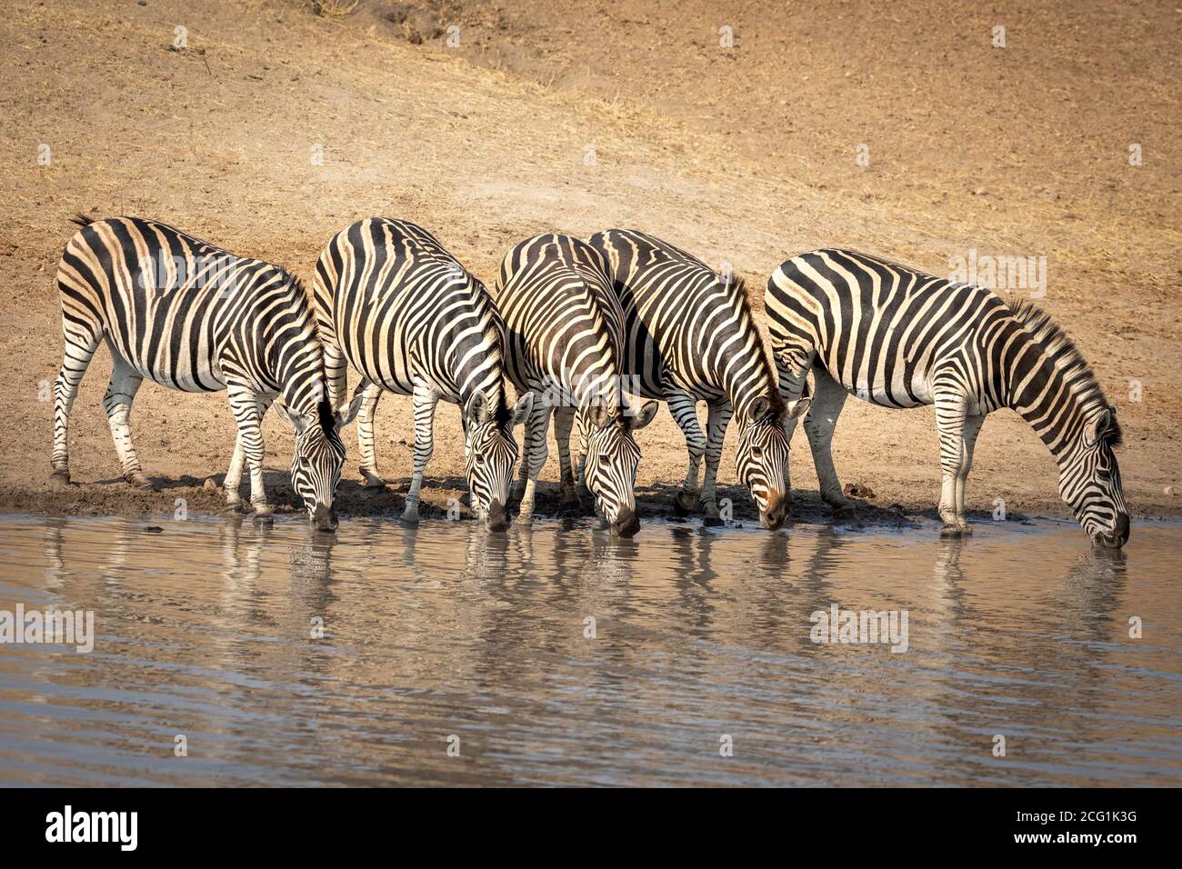 Cinque zebre adulte che si erigono sul bordo del fiume che beve Acqua in inverno secco a Kruger Park in Sud Africa Foto Stock
