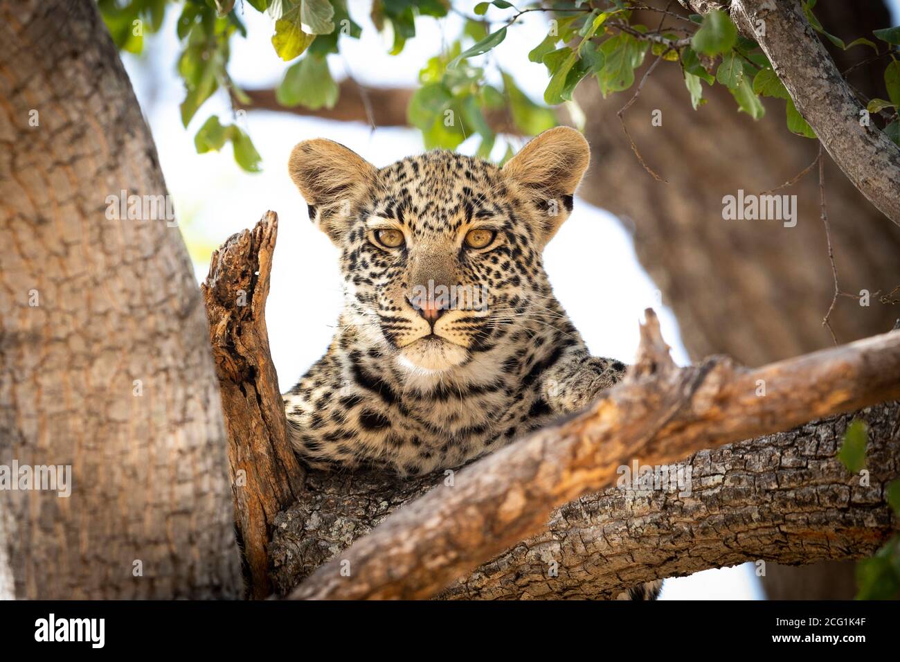 Volto di un giovane cucciolo leopardo che guarda direttamente la fotocamera Seduto su un ramo di alberi a Kruger Park, nel sud Africa Foto Stock