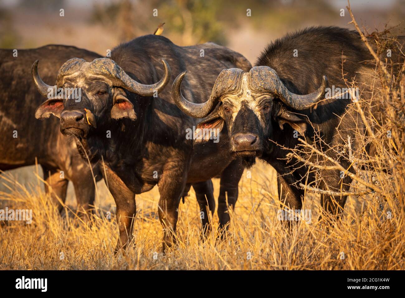 Mandria di bufali in piedi alla luce dorata del pomeriggio nel Kruger Park In Sud Africa Foto Stock Mandria di bufali in piedi alla luce dorata del pomeriggio nel Kruger Park In Sud Africa Foto Stock