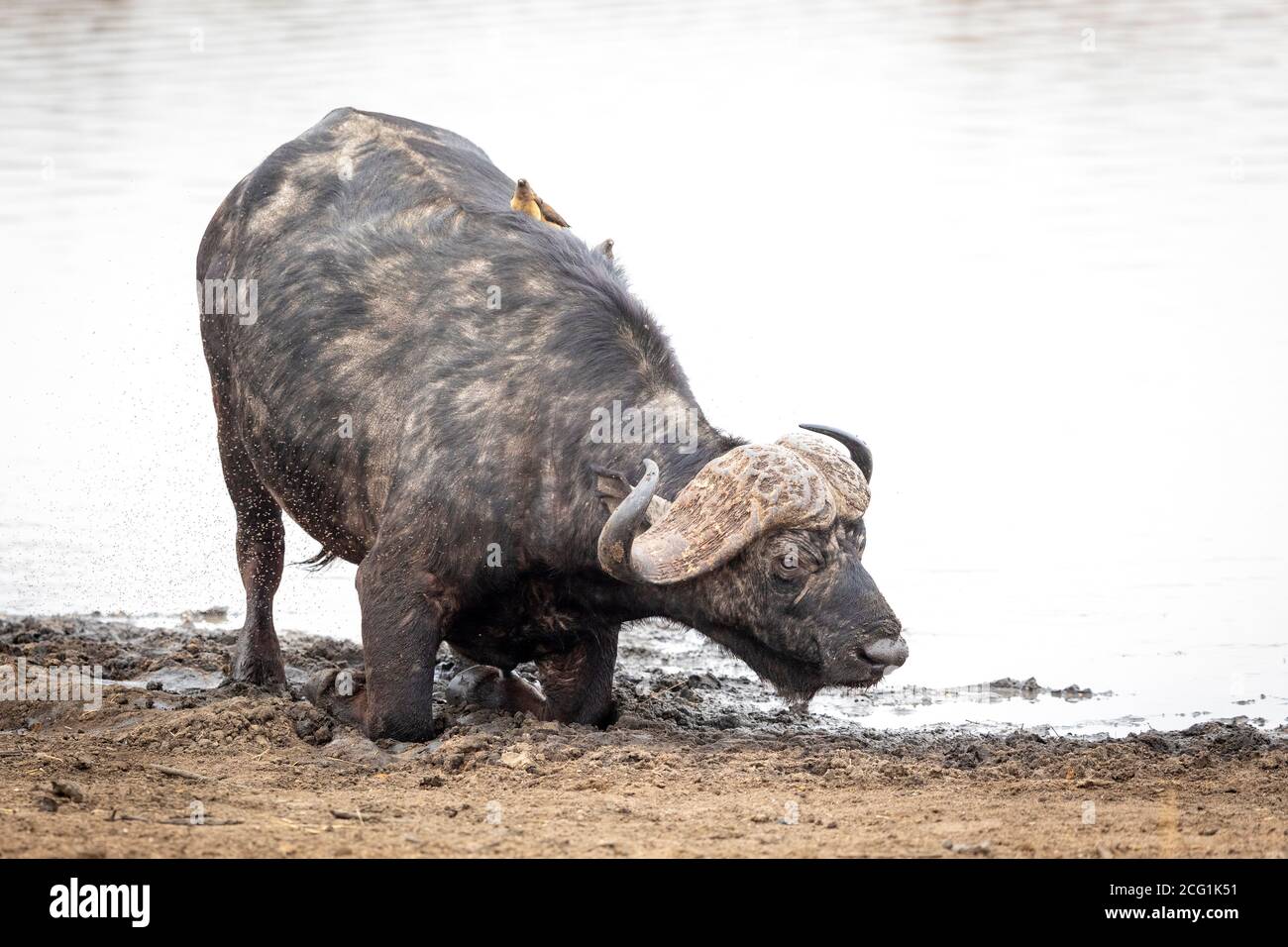 Bufalo maschile inginocchiato sul bordo dell'acqua nel Fango nel Parco Kruger in Sud Africa Foto Stock