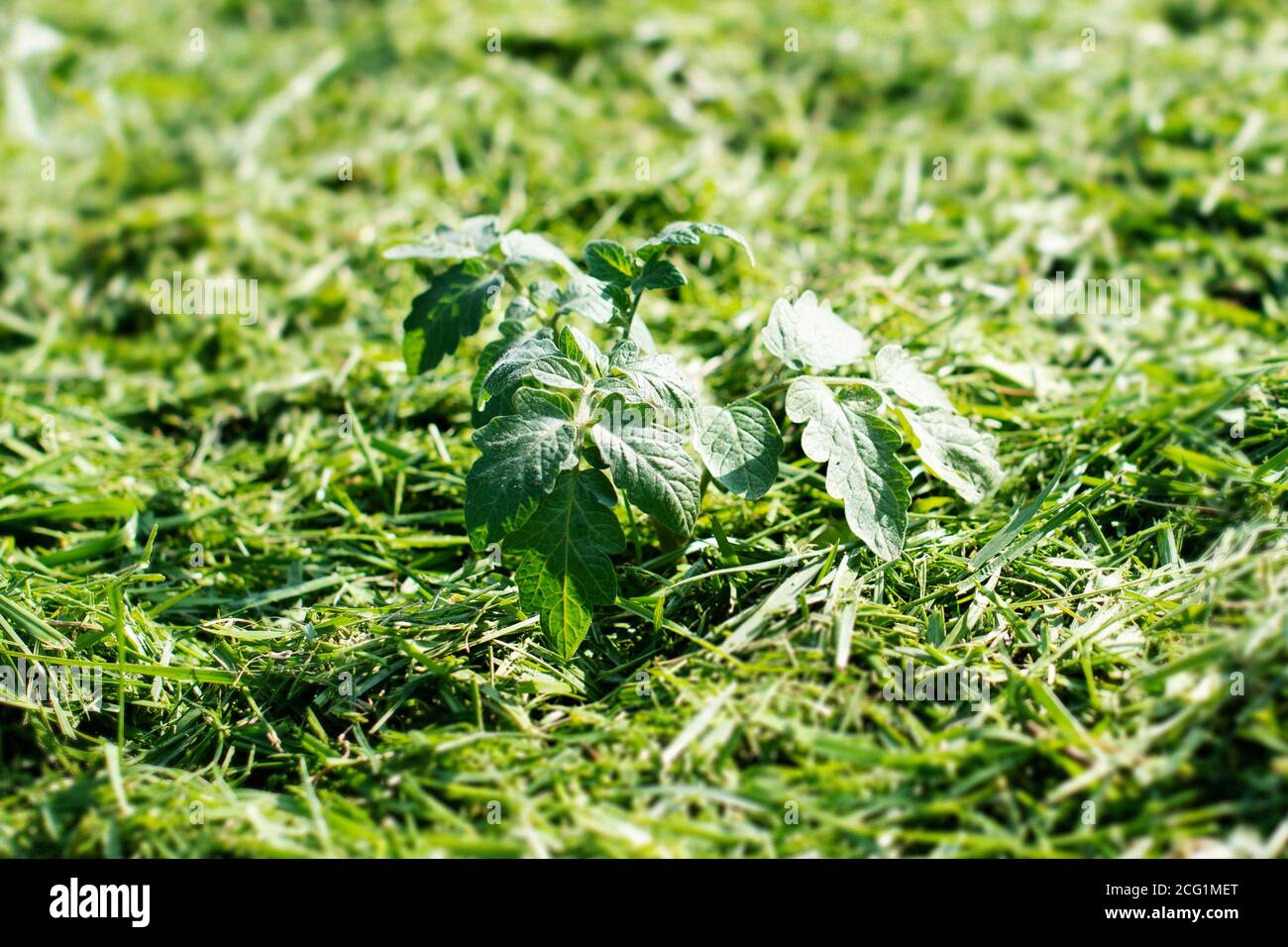 Pacciamatura del topsoil su un letto vegetale con erba falciata dal prato. Produzione di concime organico biohumus. Erosione della terra. Foto Stock