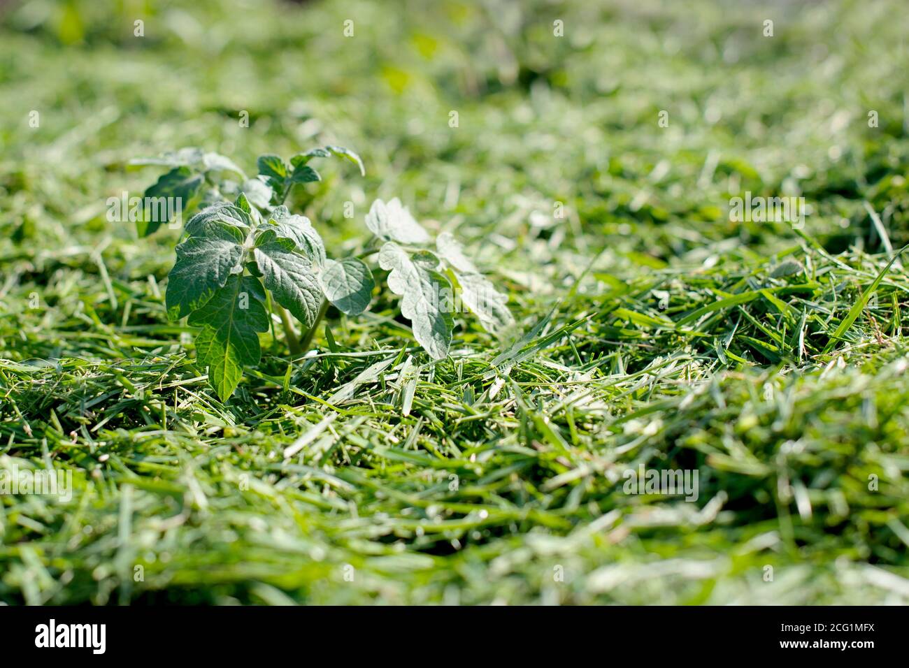 Pacciamatura del topsoil su un letto vegetale con erba falciata dal prato. Produzione di concime organico biohumus. Erosione della terra. Foto Stock