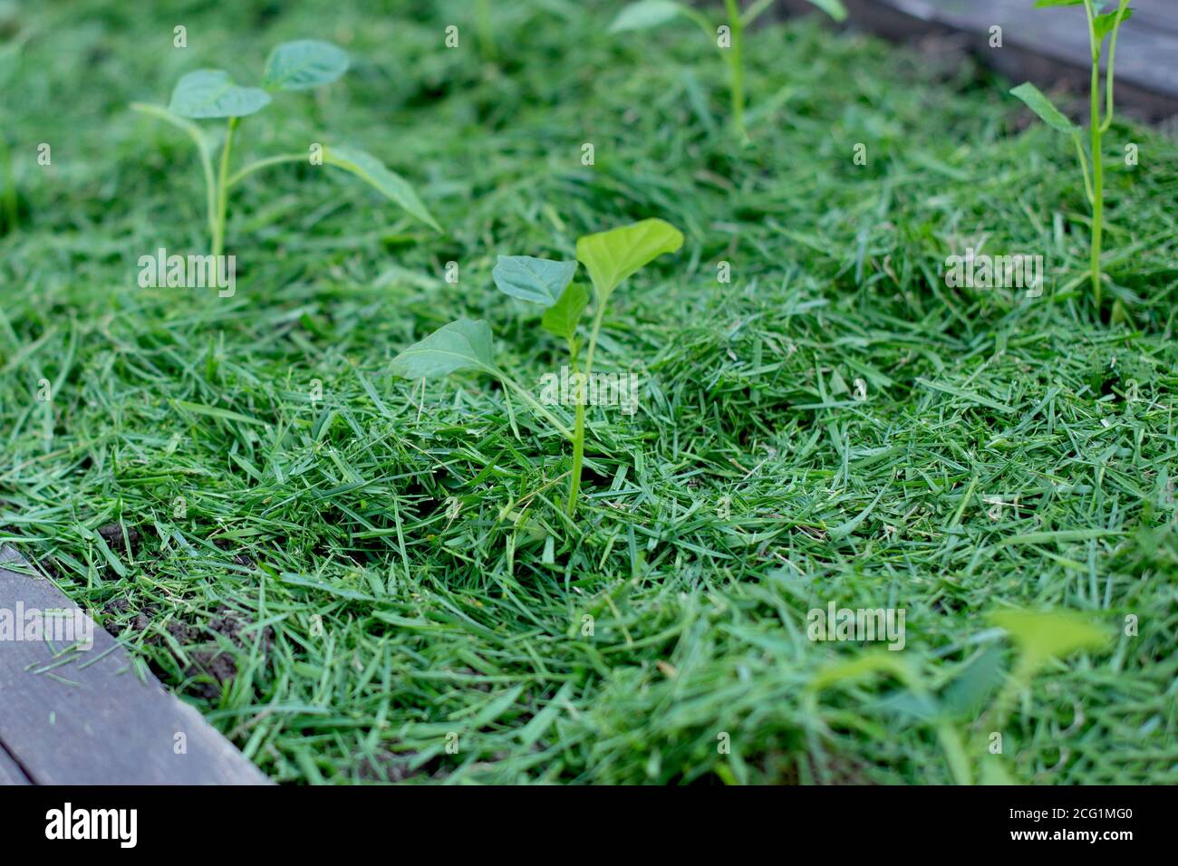 Pacciamatura del topsoil su un letto vegetale con erba falciata dal prato. Produzione di concime organico biohumus. Erosione della terra. Foto Stock