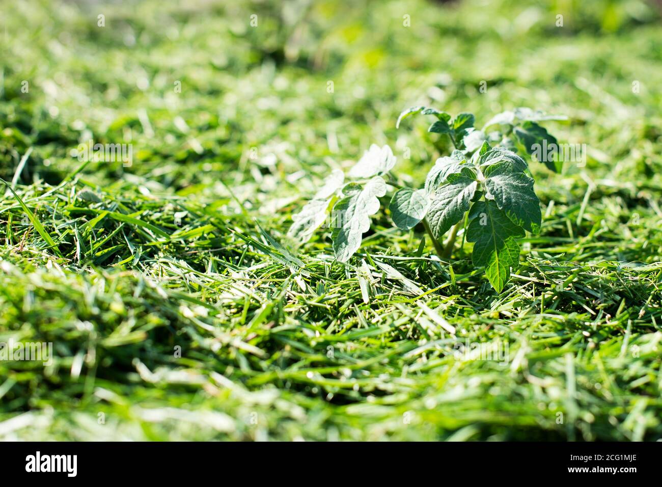 Pacciamatura del topsoil su un letto vegetale con erba falciata dal prato. Produzione di concime organico biohumus. Erosione della terra. Foto Stock