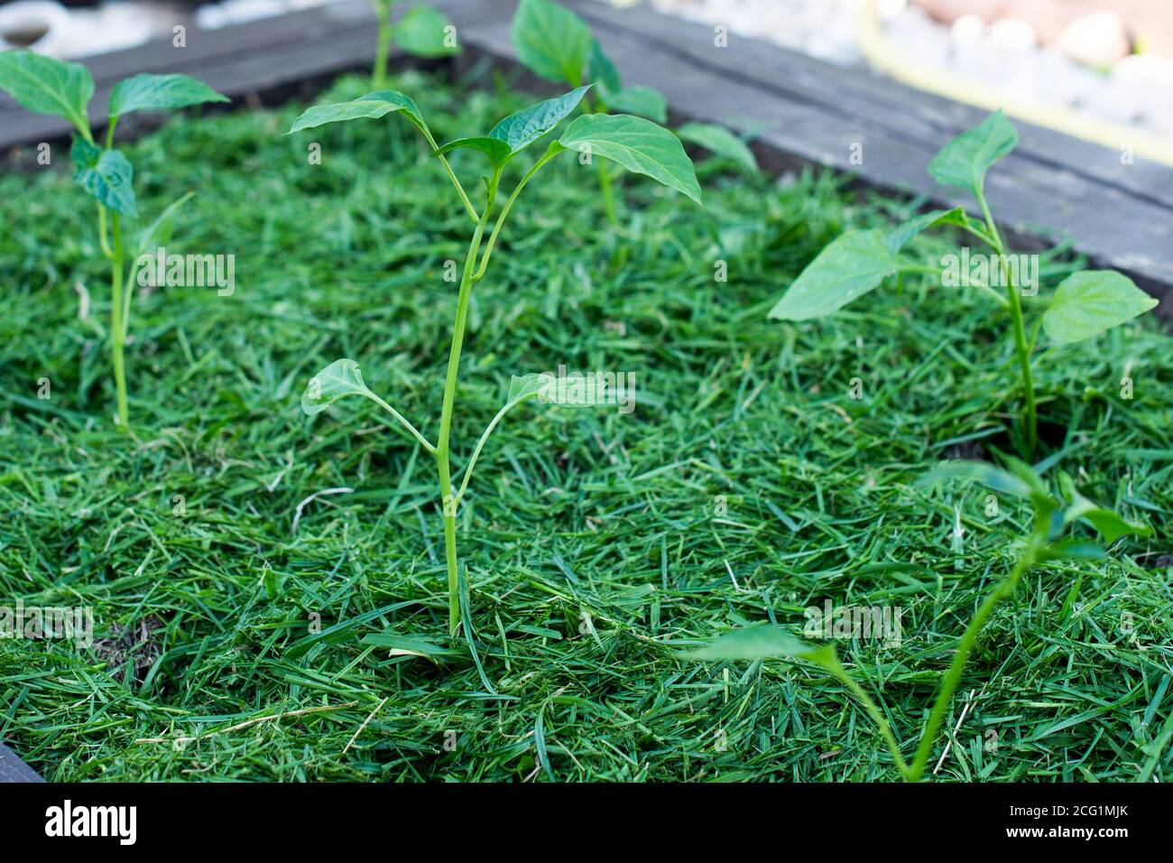Pacciamatura del topsoil su un letto vegetale con erba falciata dal prato. Produzione di concime organico biohumus. Erosione della terra. Foto Stock