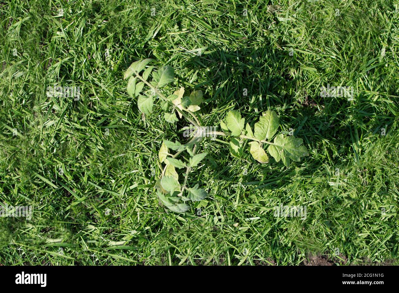 Pacciamatura del topsoil su un letto vegetale con erba falciata dal prato. Produzione di concime organico biohumus. Erosione della terra. Foto Stock