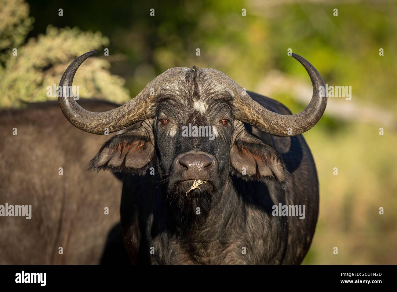 Ritratto di una bufala femminile adulta nella riserva di Moremi In Botswana Foto Stock