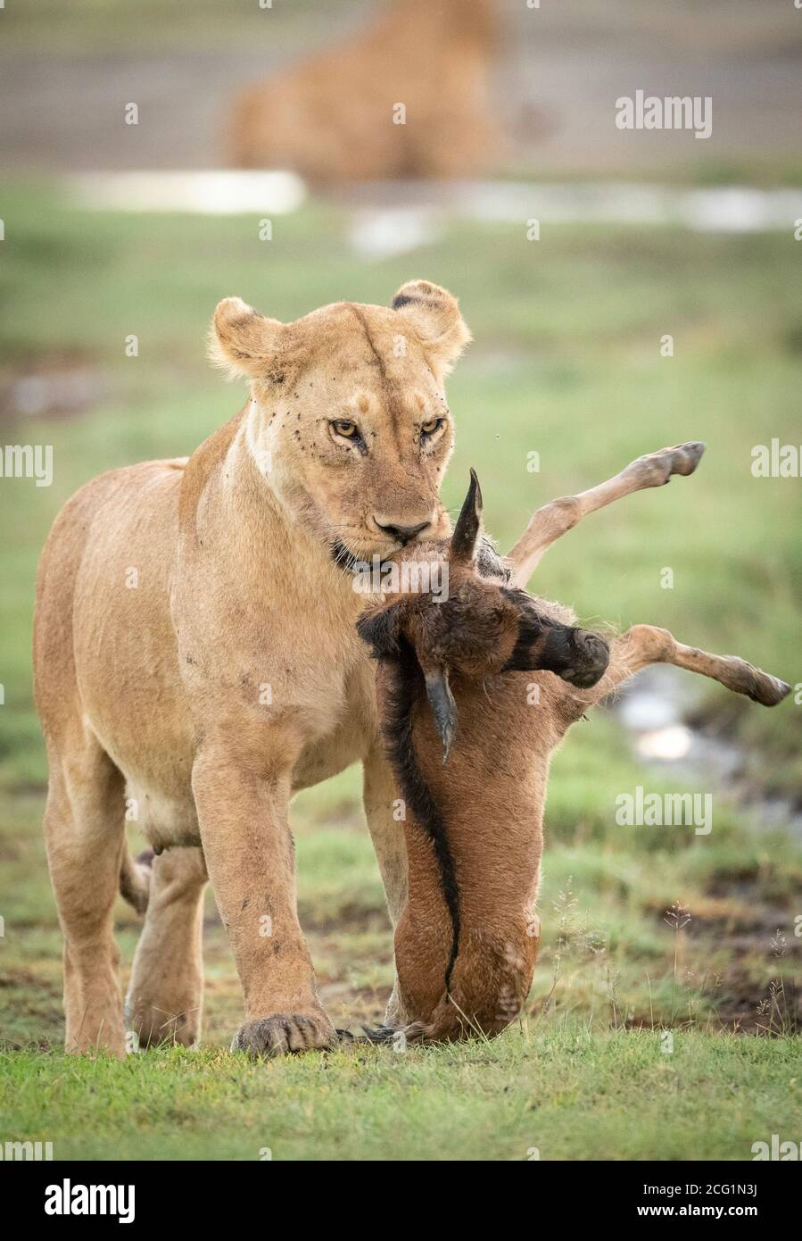 Leonessa femminile che porta il vitello wildebeest a Ndutu in Tanzania Foto Stock