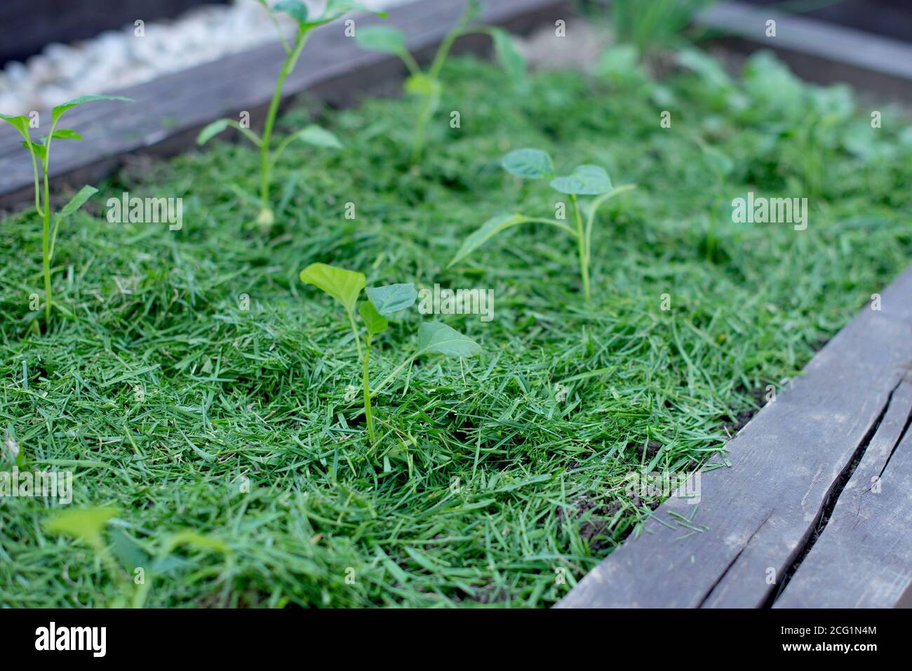 Pacciamatura del topsoil su un letto vegetale con erba falciata dal prato. Produzione di concime organico biohumus. Erosione della terra. Foto Stock