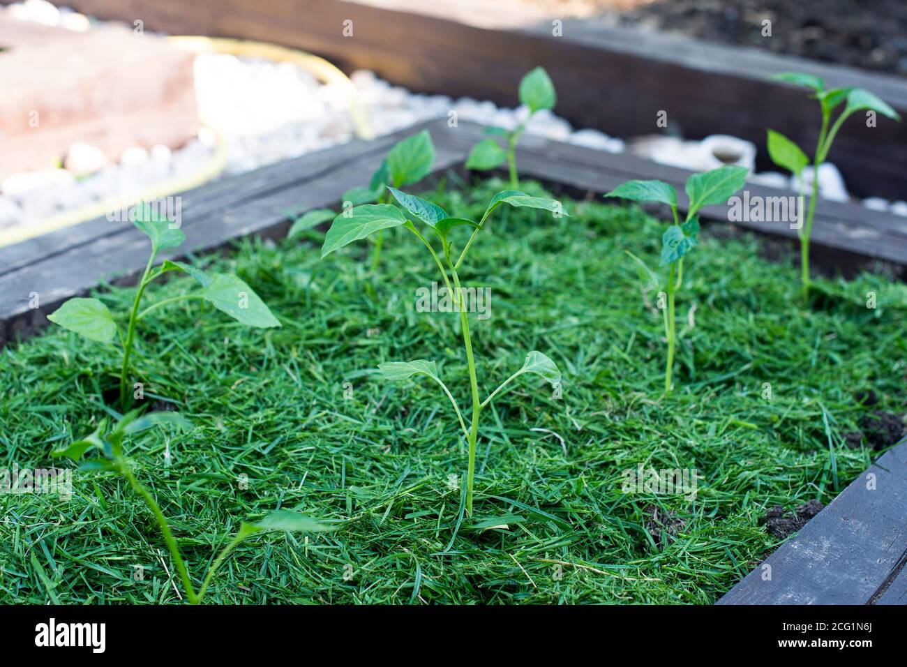 Pacciamatura del topsoil su un letto vegetale con erba falciata dal prato. Produzione di concime organico biohumus. Erosione della terra. Foto Stock
