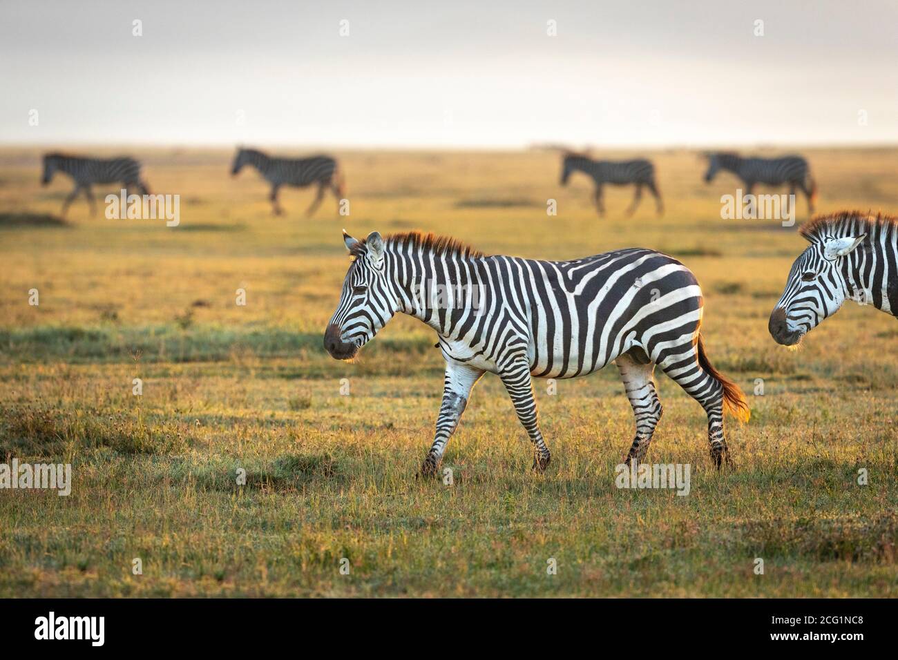 Mandria di zebre che camminano insieme nella luce del sole di mattina presto dentro Cratere di Ngorongoro in Tanzania Foto Stock