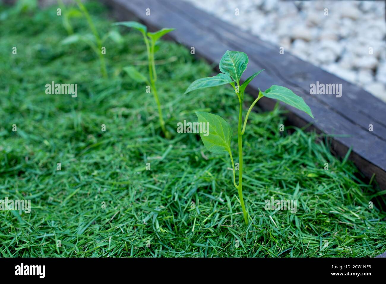 Pacciamatura del topsoil su un letto vegetale con erba falciata dal prato. Produzione di concime organico biohumus. Erosione della terra. Foto Stock