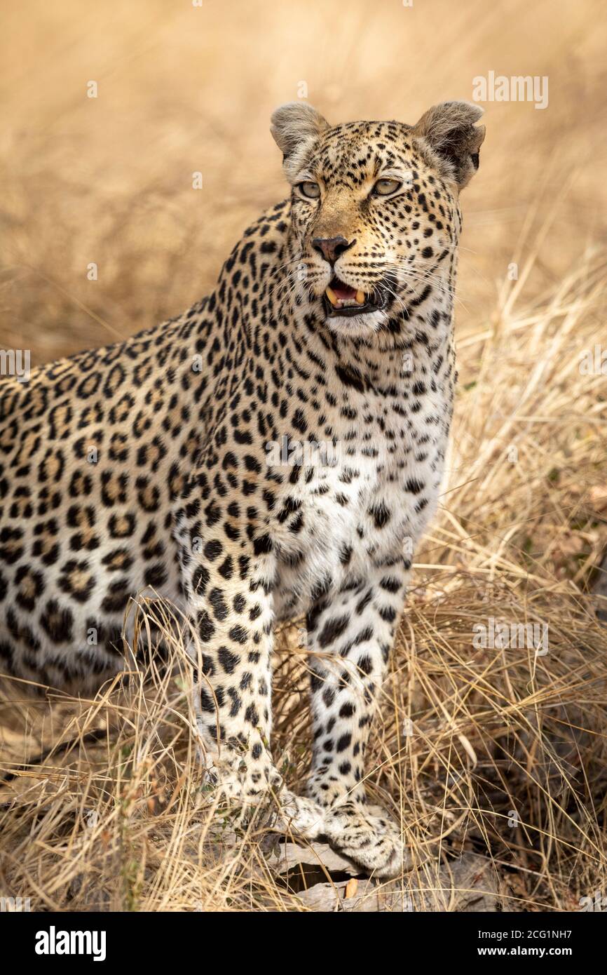Ritratto verticale di un leopardo maschio adulto che guarda l'allarme dentro Kruger Park in Sud Africa Foto Stock