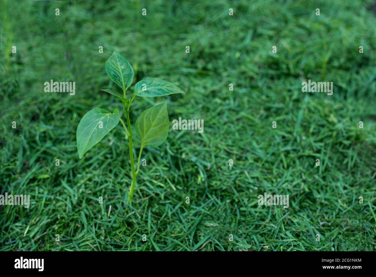 Pacciamatura del topsoil su un letto vegetale con erba falciata dal prato. Produzione di concime organico biohumus. Erosione della terra. Foto Stock
