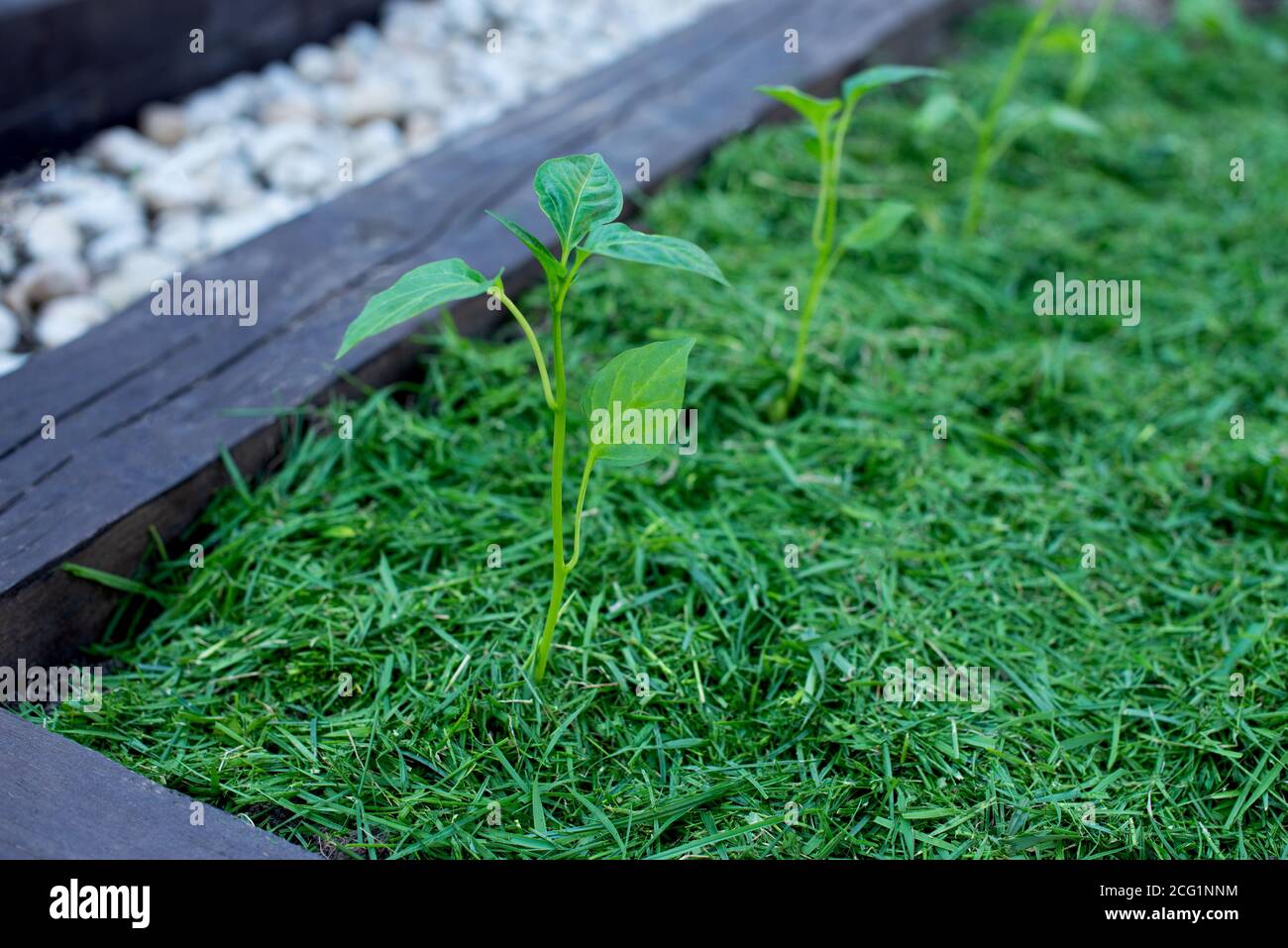 Pacciamatura del topsoil su un letto vegetale con erba falciata dal prato. Produzione di concime organico biohumus. Erosione della terra. Foto Stock