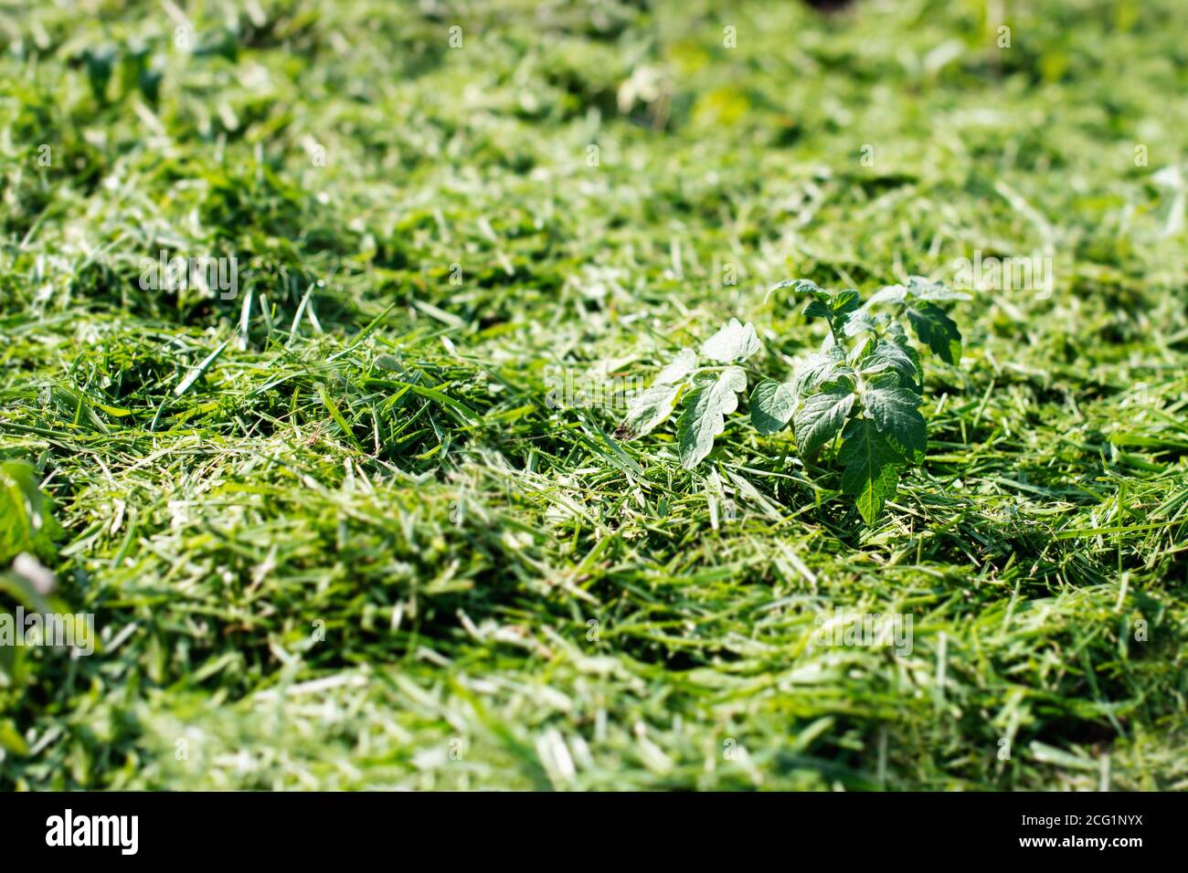 Pacciamatura del topsoil su un letto vegetale con erba falciata dal prato. Produzione di concime organico biohumus. Erosione della terra. Foto Stock