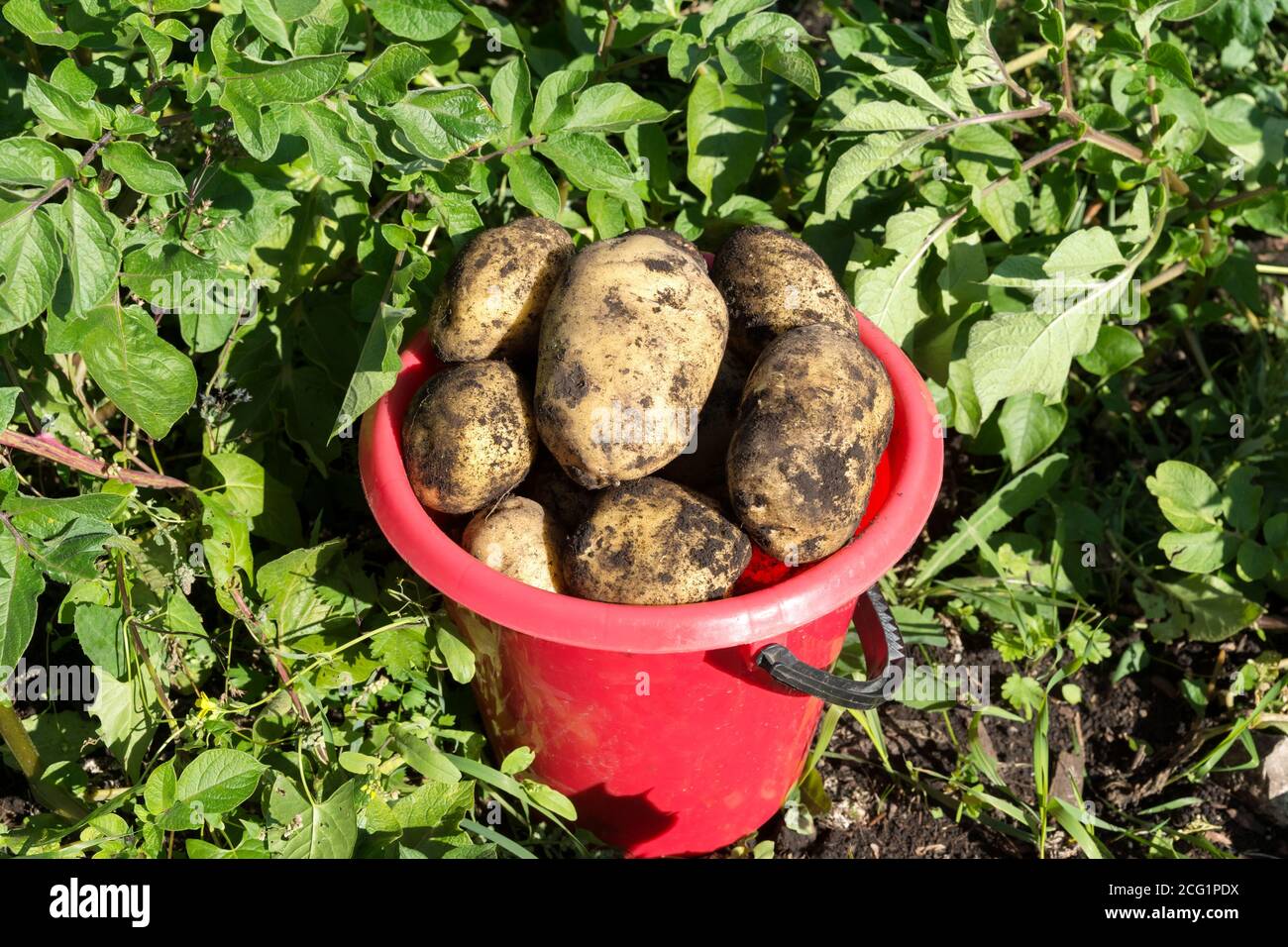 Patate fresche scavate in un secchio e una ciambella nel campo. Raccolta di  patate in una fattoria Foto stock - Alamy