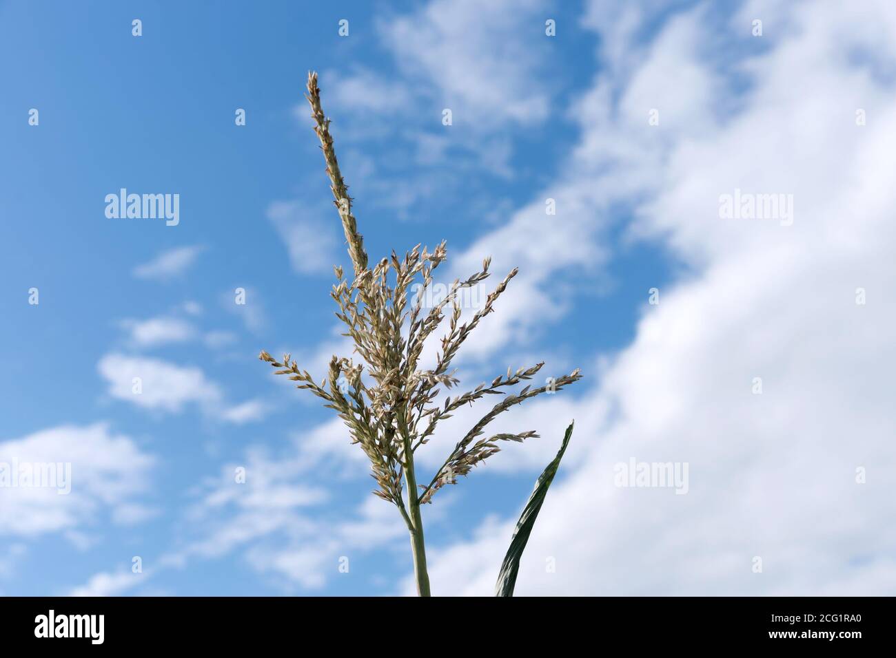 L'infiorescenza del mais si trova sullo sfondo di un bel cielo in una giornata di sole. Foto Stock