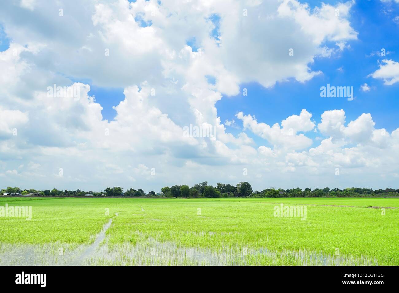 Campo di riso tailandese con sfondo cielo nuvoloso nel distretto di Bang Nam Priao, provincia di Chachoengsao, Thailandia. Foto Stock