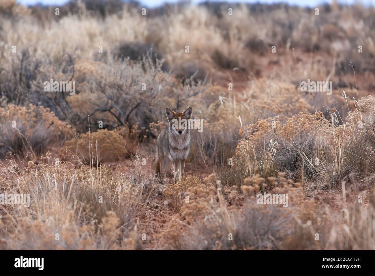 Il Coyote, Canis latrans, è diffuso in tutti gli Stati Uniti e Canada, Messico, e parti dell'America Centrale. Sono crepuscolari, significando che sono Foto Stock